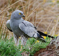 Montagu's Harrier