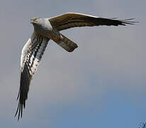 Montagu's Harrier