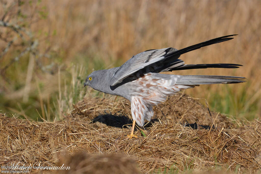 Montagu's Harrier male adult, pigmentation