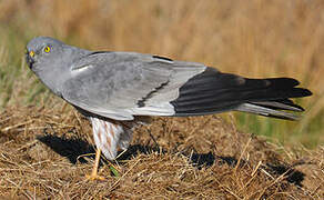 Montagu's Harrier