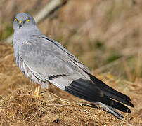 Montagu's Harrier