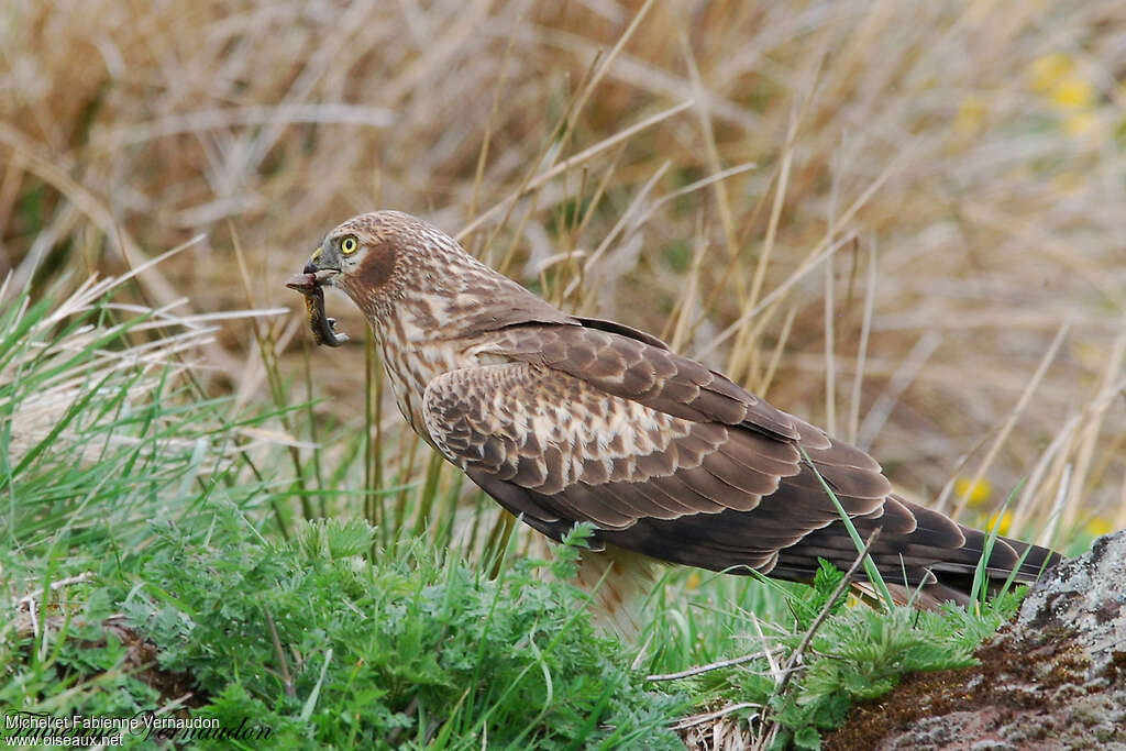 Montagu's Harrier female adult, feeding habits