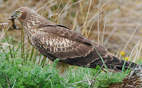 Montagu's Harrier