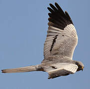 Montagu's Harrier