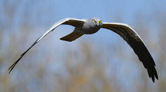 Montagu's Harrier