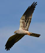 Montagu's Harrier