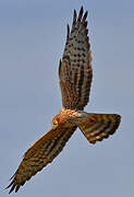 Montagu's Harrier