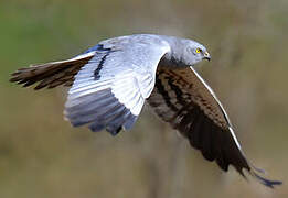 Montagu's Harrier