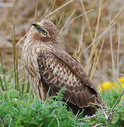 Montagu's Harrier