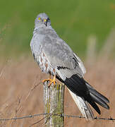 Montagu's Harrier