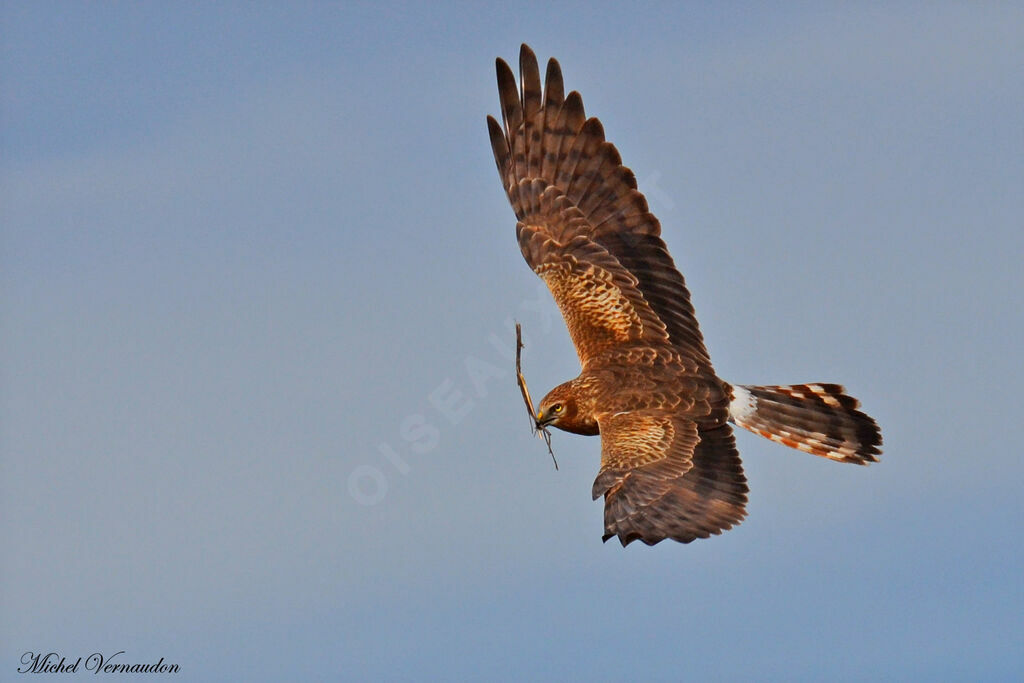 Montagu's Harrier female adult