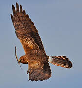 Montagu's Harrier