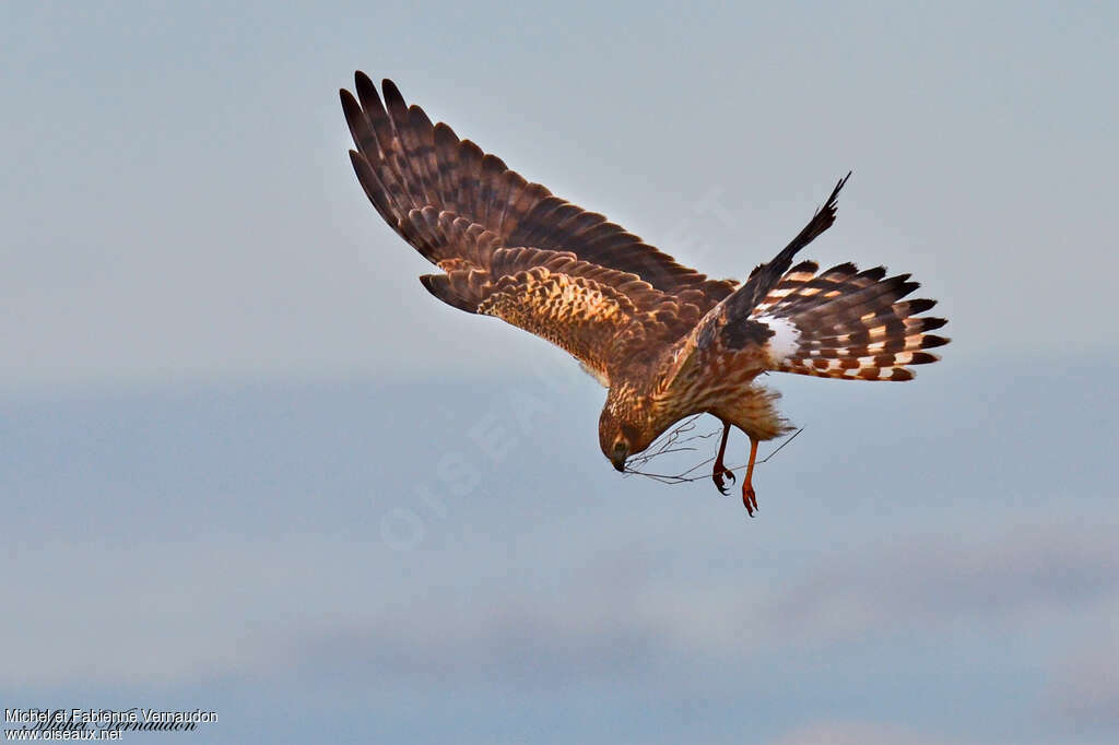 Montagu's Harrier female adult, Reproduction-nesting