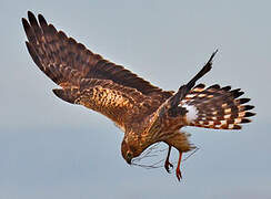 Montagu's Harrier