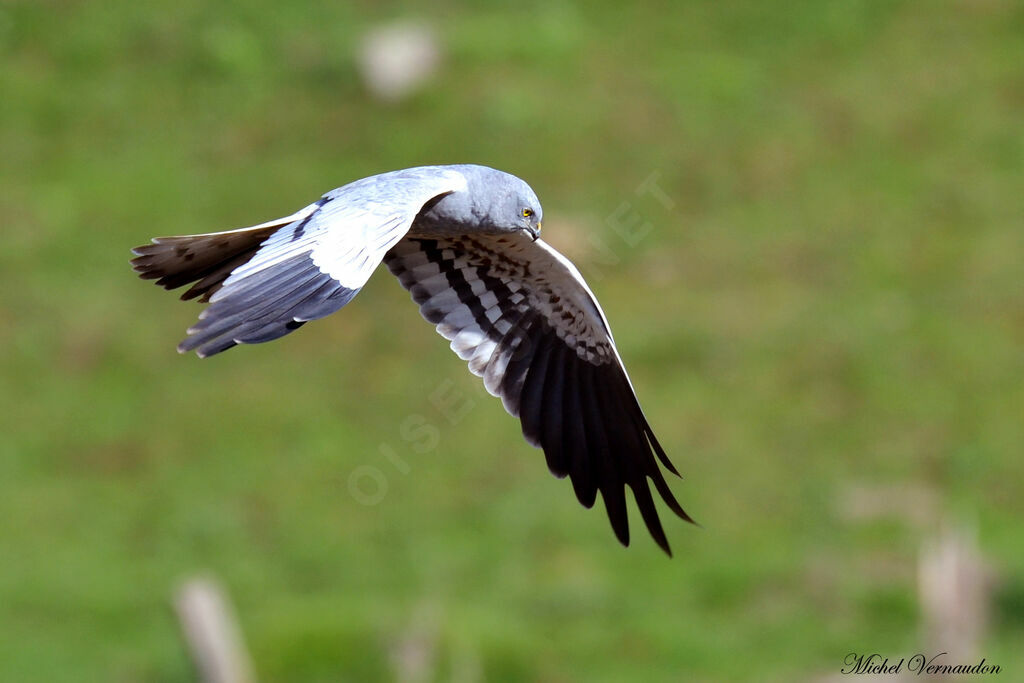 Montagu's Harrier male adult