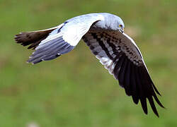 Montagu's Harrier