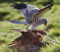 Montagu's Harrier