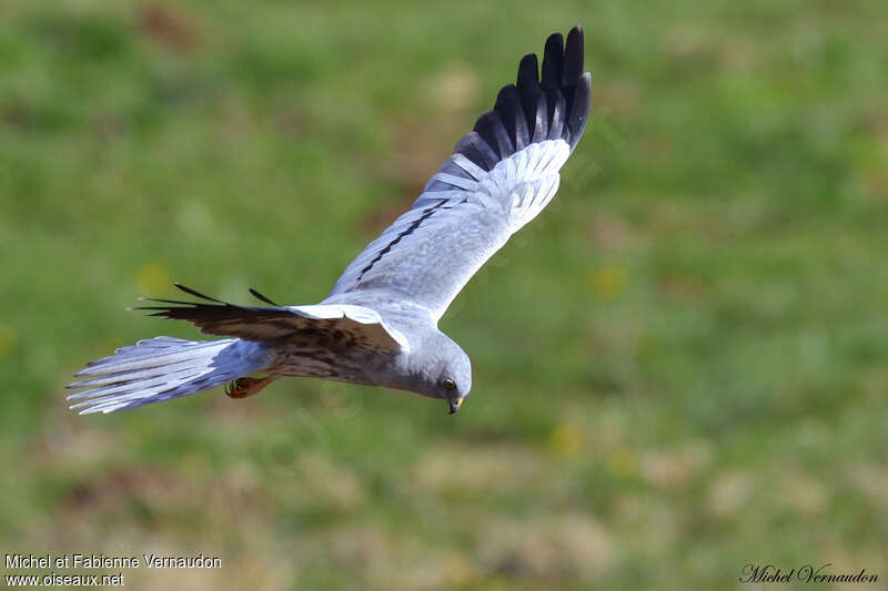 Montagu's Harrier male adult, fishing/hunting
