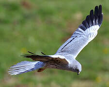 Montagu's Harrier