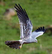 Montagu's Harrier