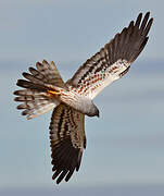 Montagu's Harrier