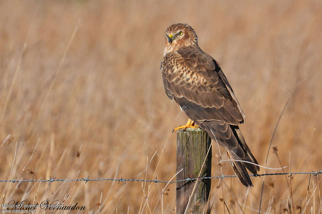 Montagu's Harrier female adult, identification