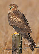 Montagu's Harrier