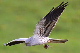 Montagu's Harrier