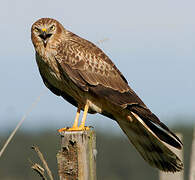 Montagu's Harrier