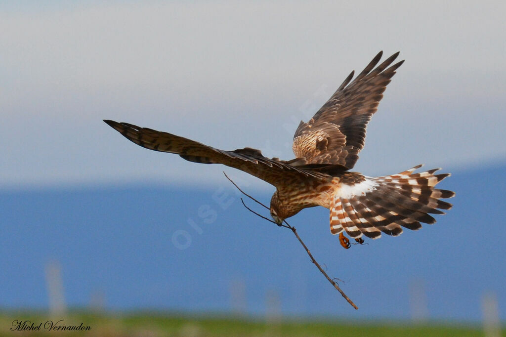 Montagu's Harrier female adult