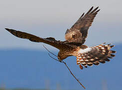 Montagu's Harrier