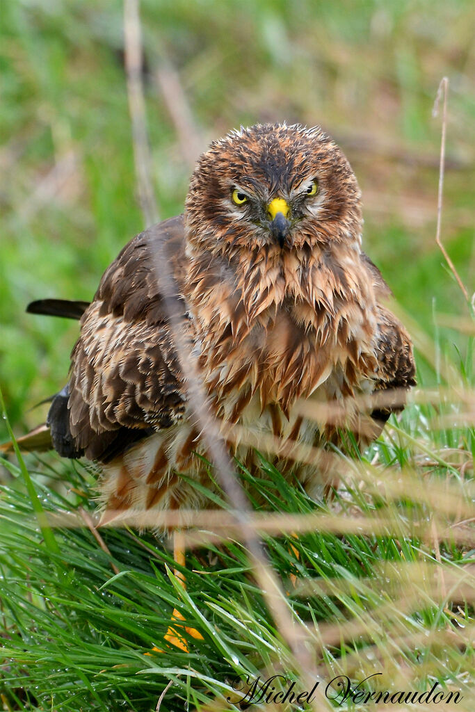 Montagu's Harrier female adult