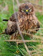 Montagu's Harrier