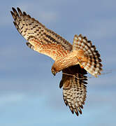 Montagu's Harrier