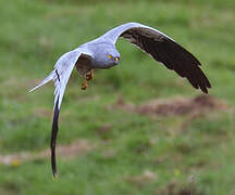 Montagu's Harrier