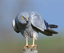 Montagu's Harrier