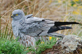 Montagu's Harrier