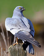 Montagu's Harrier