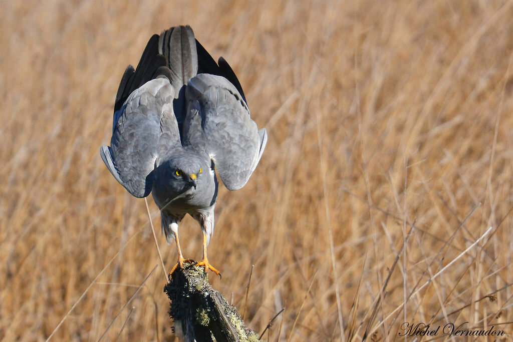 Montagu's Harrier male adult