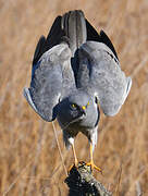 Montagu's Harrier