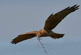 Montagu's Harrier