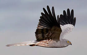 Montagu's Harrier