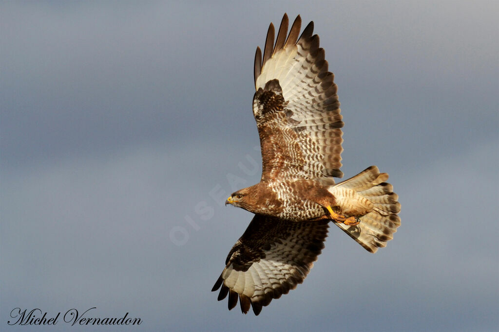 Buse variable