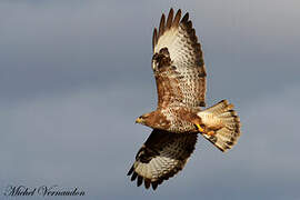 Common Buzzard