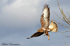 Common Buzzard