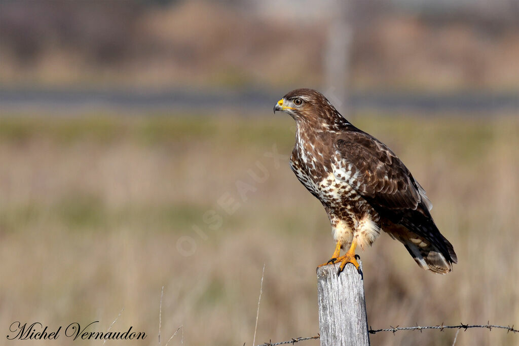 Buse variable