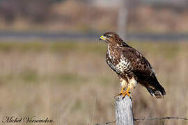 Common Buzzard