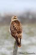 Common Buzzard