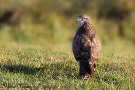 Common Buzzard