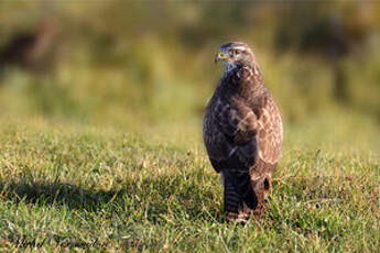 Buse variable